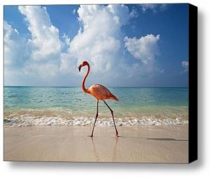 Limited Time Offer On Flamingo Canvas
