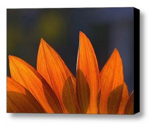 Limited Time Offer On A Flora Canvas Print